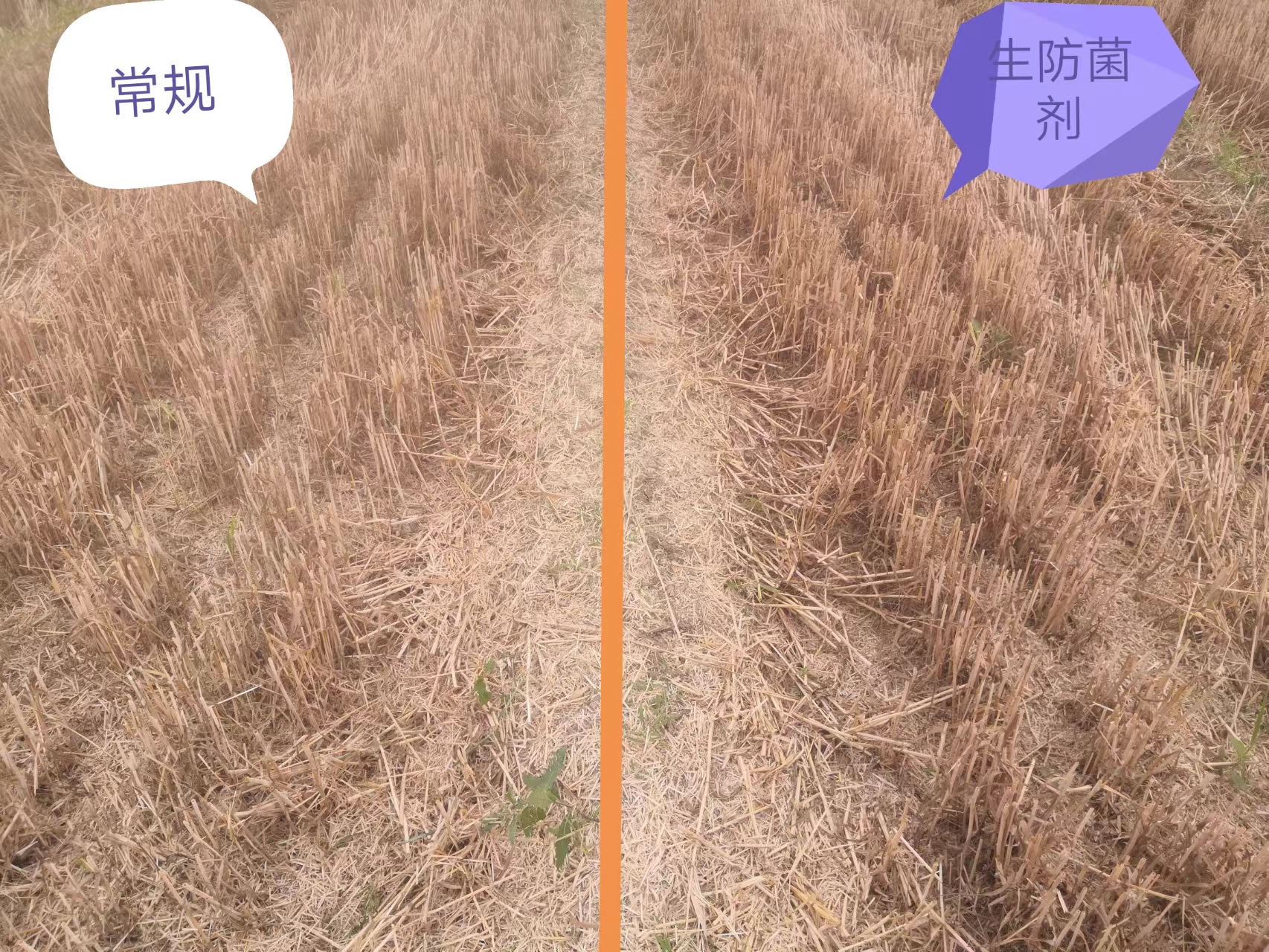 小麦施用菌益根效果-麦一茬