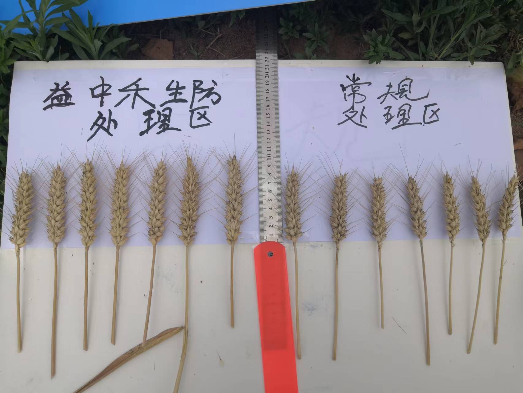 小麦施用菌益根效果-麦穗