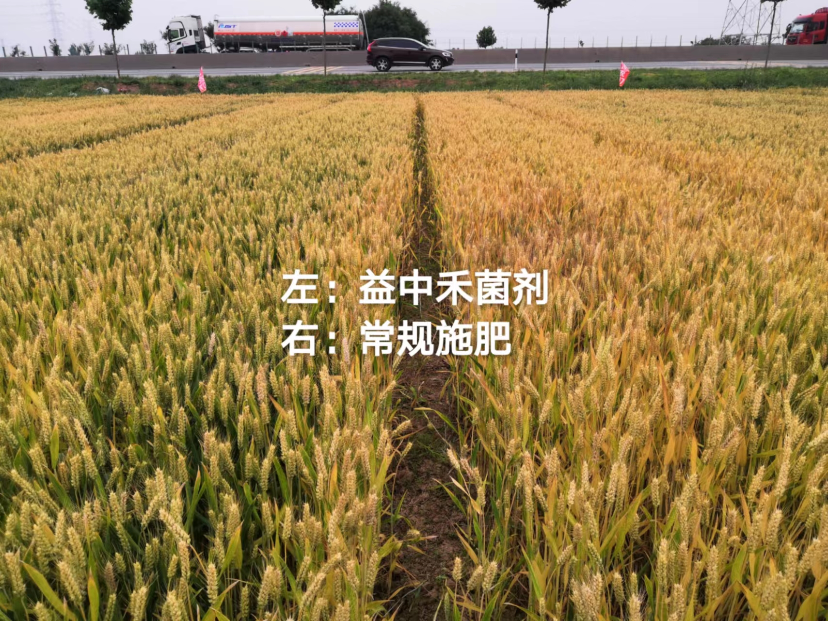 小麦施用菌益根效果-长势.
